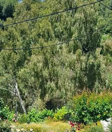 πέτρινη φωλιά *